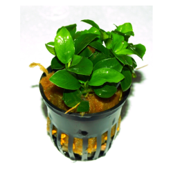 Pot 5 cm