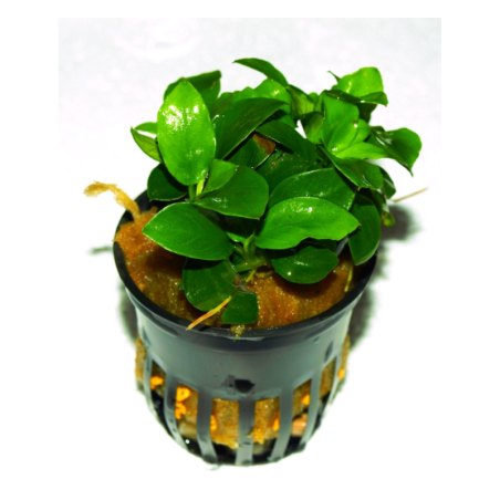 Pot 5 cm