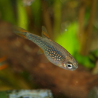 femelle