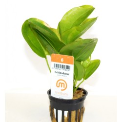 Pot 5 cm