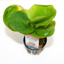 Pot 5 cm