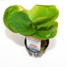 Pot 5 cm
