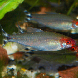 Oscar le poisson animalerie près de Poitiers