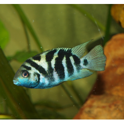 Cichlidé bagnard du Honduras - Amatitlania siquia
