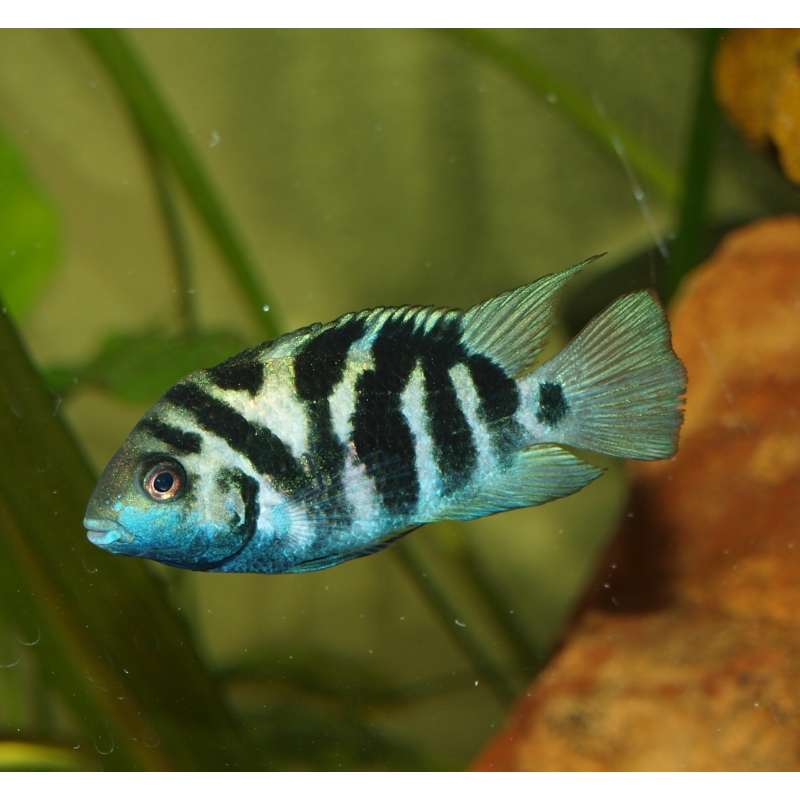 Cichlidé bagnard du Honduras - Amatitlania siquia