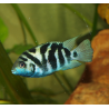 Cichlidé bagnard du Honduras - Amatitlania siquia