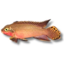 Oscar le poisson animalerie près de Poitiers
