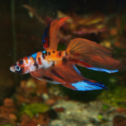 Oscar le poisson animalerie près de Poitiers