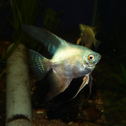 Scalaire bulgarian seal points - Pterophyllum scalare - Cichlidé