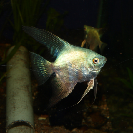 Scalaire bulgarian seal points - Pterophyllum scalare - Cichlidé