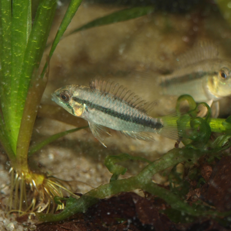 Oscar le poisson animalerie près de Poitiers