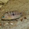 Oscar le poisson animalerie près de Poitiers
