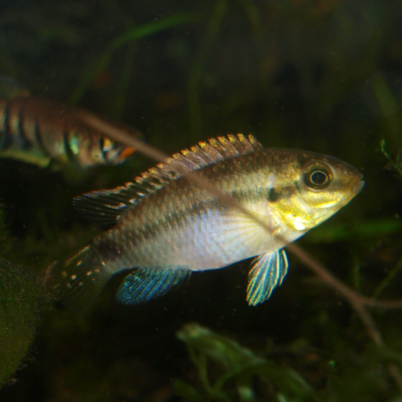 Oscar le poisson animalerie près de Poitiers