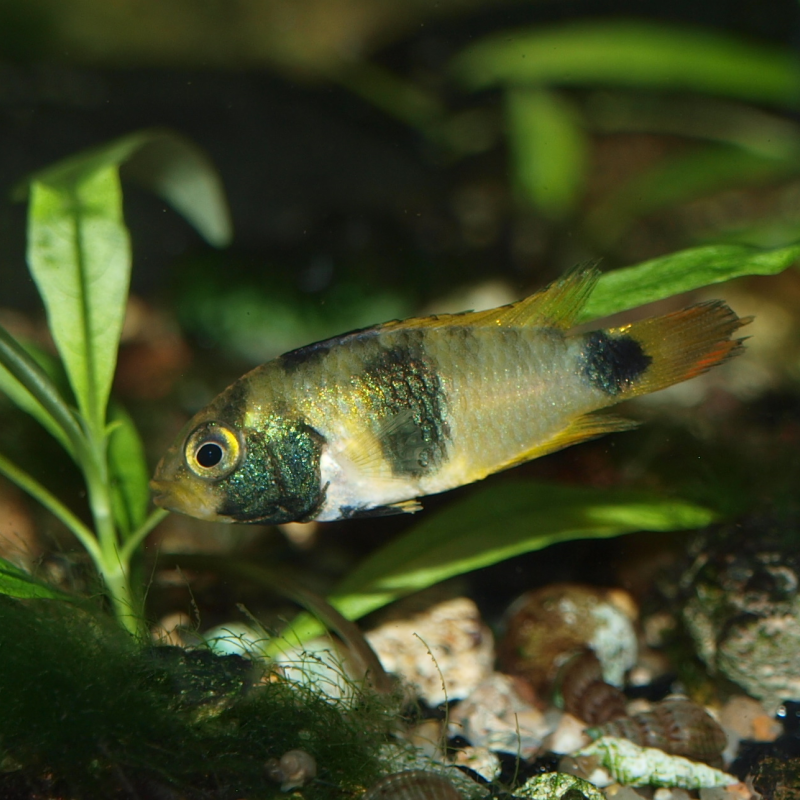 Femelle 3 à 4 cm