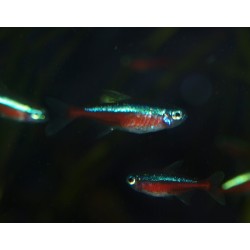 2 à 2,5 cm