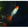 femelle