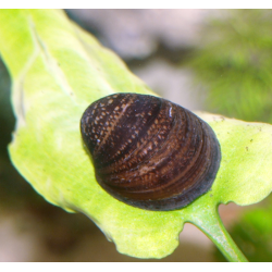 Patelle red lips - Neripteron violacea