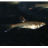 femelle