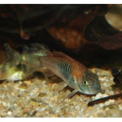 Corydoras venezuelanus "orange" - Osteogaster aff. Aenea LN7