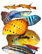 Toutes espèces aquatiques