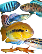Poissons d'aquarium