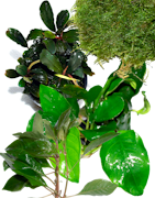 Plantes d'aquarium