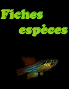 Fiches espèces
