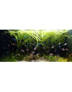 Aquariums communautaires