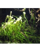 Plante
