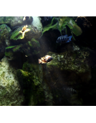 Aquariums spécifiques