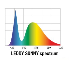 Sunny