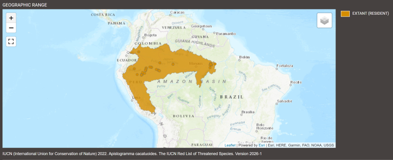Distribution d'Apistogramma cacatuoides