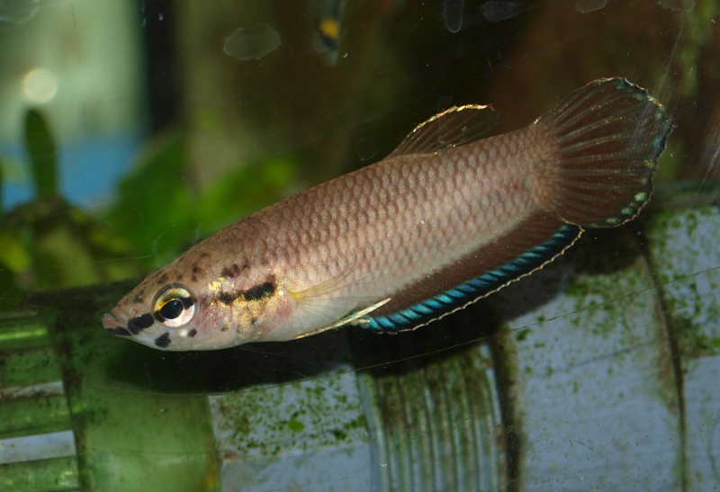 Betta simplex