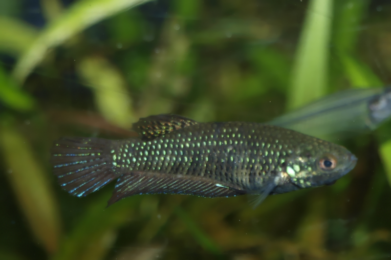 Betta smaragdina