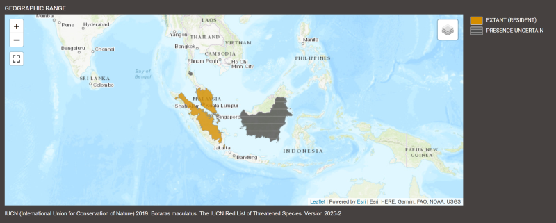 Distribution de Boraras maculatus