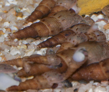 Melanoïde tubercularia