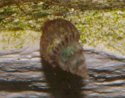 Melanoïde granulifera