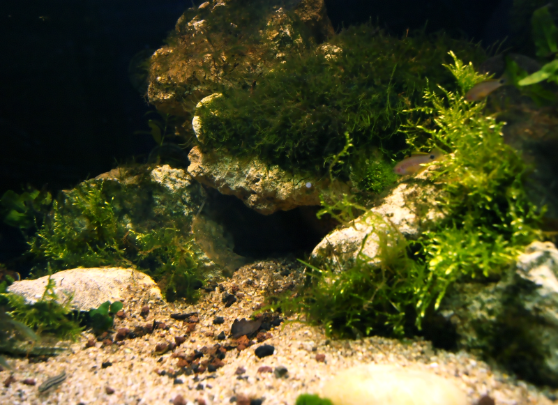 Scape minéral