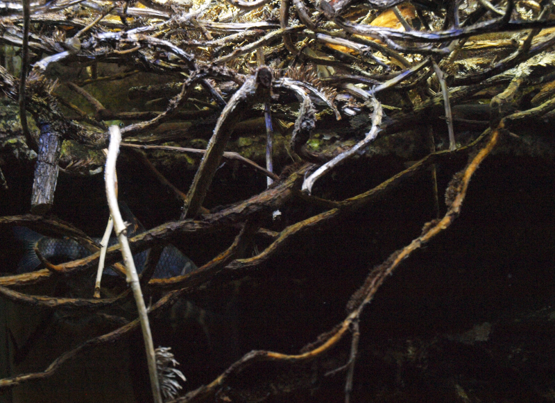 Scape végétal