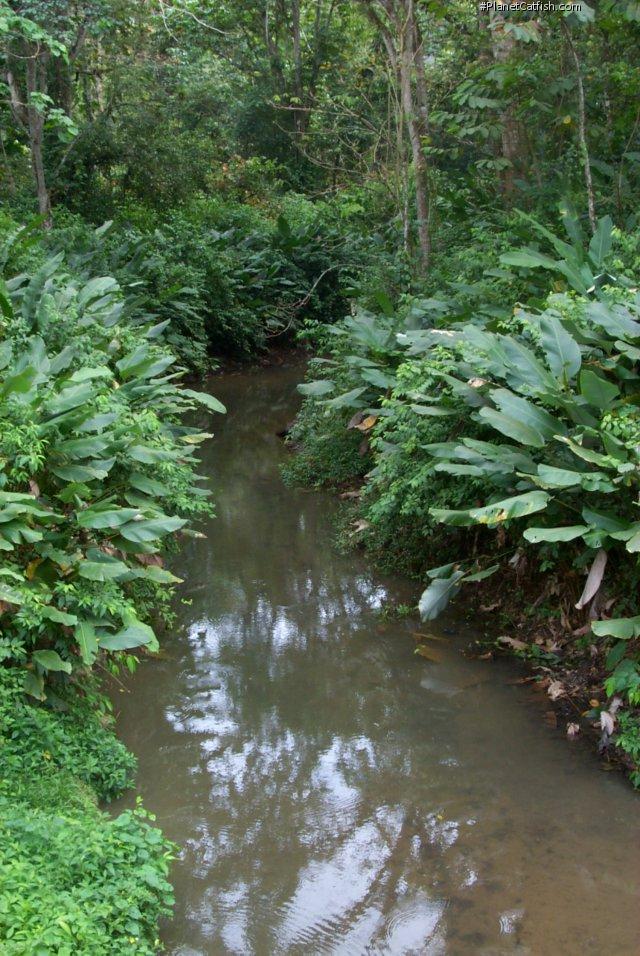 Biotope de Corydoras venezuelanus