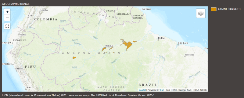 Distribution de Laetacara curviceps