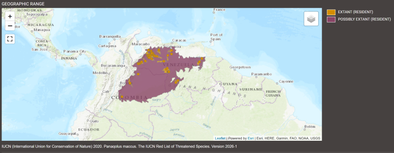 Distribution de Panaqolus maccus