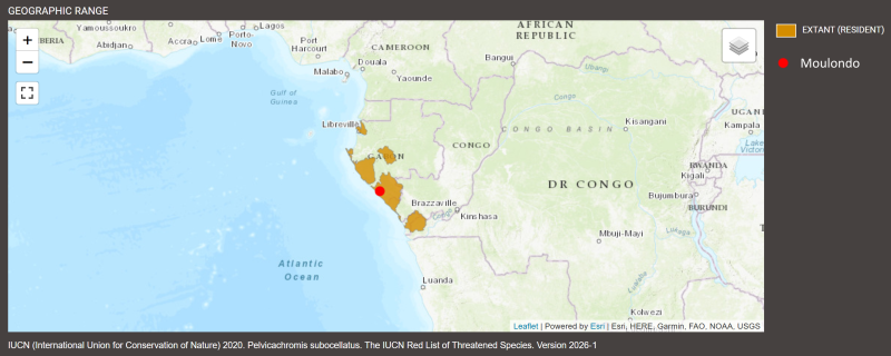 Distribution de Pelvicachromis subocellatus