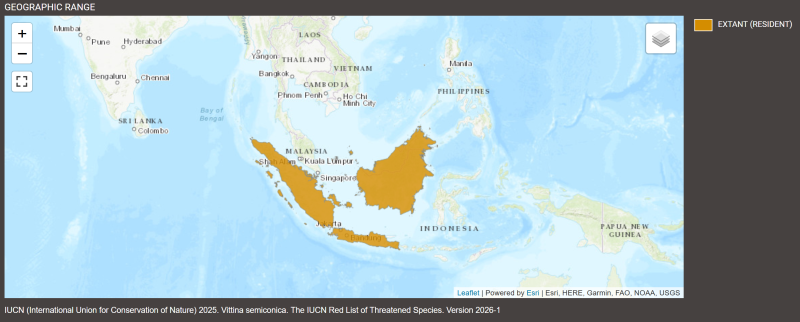 Distribution de Vittina semiconica
