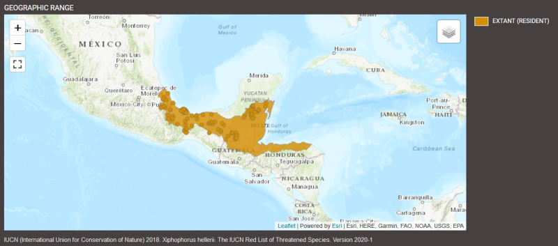 Distribution de Xiphophorus hellerii