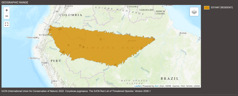 Distribution de Gastrodermus pygmaeus