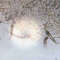 Gyrodactylus