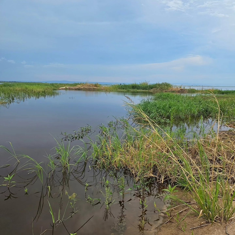 Habitat d'Alestopetersius caudalis