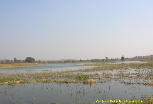 Habitat de Danio margaritatus