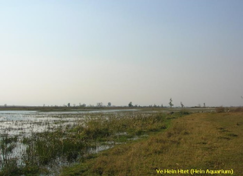 Habitat de Danio margaritatus